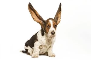 Images Dated 23rd April 2000: Dog - Basset Hound in studio with ears up