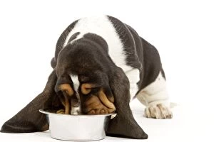 Dog - Basset Hound - in studio eating food from bowl
