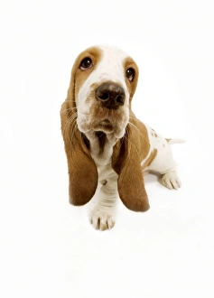 Images Dated 23rd April 2000: Dog - Basset Hound - in studio fish-eye lense