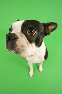 Images Dated 13th March 2000: Dog - Basset Hound in studio with green background