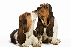 Dog - Basset Hound - two in studio kissing