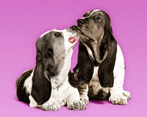 Bassets Gallery: Dog - Basset Hound - two in studio kissing
