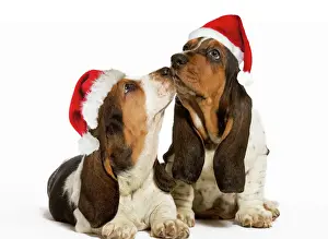 Friend Prints: Dog - Basset Hound - two in studio kissing wearing Christmas hats Digital Manipulation: Christmas hats (SU)