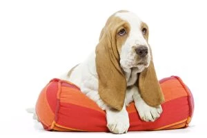 Basset Hounds Collection: Dog - Basset Hound in studio lying in bed