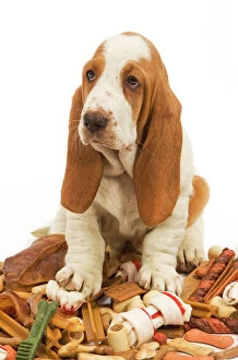 Dog - Basset Hound in studio sitting on a pile of dog treats / bones / chews