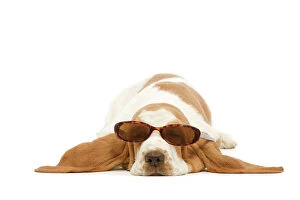 Basset Hounds Collection: Dog - Basset Hound in studio wearing sunglasses