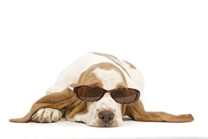 Images Dated 23rd April 2000: Dog - Basset Hound in studio wearing sunglasses