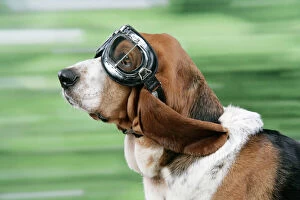 Basset Hounds Collection: DOG. Basset hound wearing goggles
