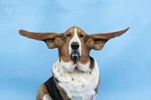 DOG. Basset hound wearing goggles with ears out
