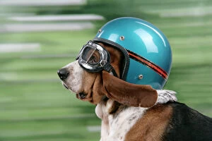 Basset Hounds Collection: DOG. Basset hound wearing goggles & helmet