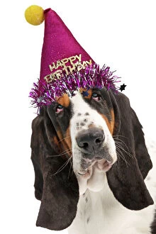 Images Dated 12th April 2020: Dog - Basset Hound wearing a Happy Birthday hat
