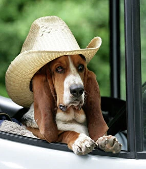 Basset Hounds Collection: Dog - Basset Hound wearing hat in van