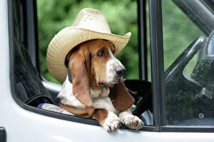 Basset Hound Collection: Dog - Basset Hound wearing hat in van