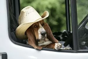 Basset Hound Collection: Dog - Basset Hound wearing hat in van