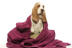 Dog - Basset Hound wrapped in pink towel