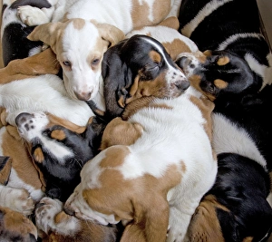 Images Dated 23rd April 2000: Dog - Basset Hounds - group of puppies sleeping