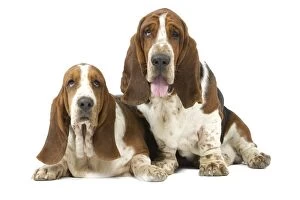 Images Dated 24th July 2007: Dog - two Basset Hounds in studio