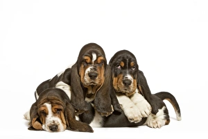 Images Dated 23rd April 2000: Dog - three Basset Hounds in studio