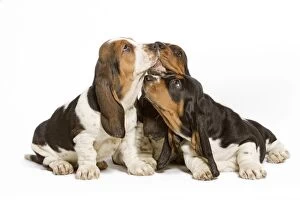 Images Dated 23rd April 2000: Dog - three Basset Hounds in studio