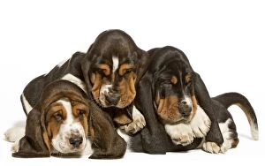 Loving Animals Collection: Dog - three Basset Hounds in studio