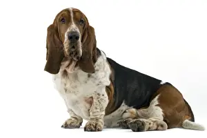 Dog - Bassett Hound