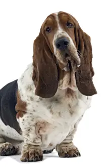 Dog - Bassett Hound