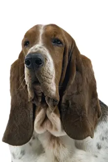 Dog - Bassett Hound