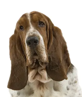 Dog - Bassett Hound