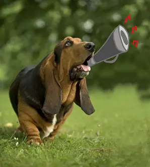 Trumpet Prints: Dog - Bassett Hound playing trumpet