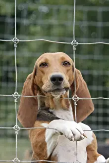 Dog - Bassett Hound - used for hunting