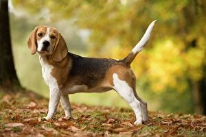 Images Dated 26th October 2008: Dog - Beagle