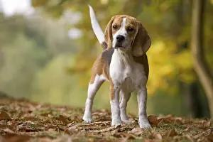 Dog - Beagle