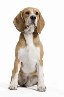 Dog - Beagle