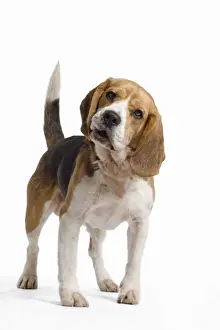 Dog - Beagle