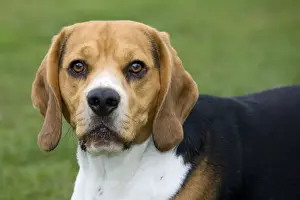 Dog - Beagle