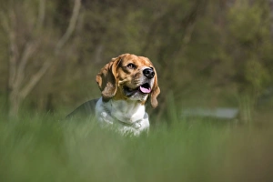 Images Dated 3rd April 2011: Dog - Beagle