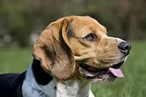 Images Dated 3rd April 2011: Dog - Beagle