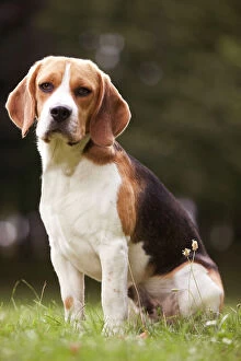Images Dated 20th June 2004: Dog - Beagle