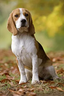 Images Dated 26th October 2008: Dog - Beagle