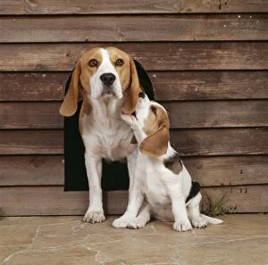 Bitches Gallery: DOG - Beagle / English Beagle. Adult and sitting puppy