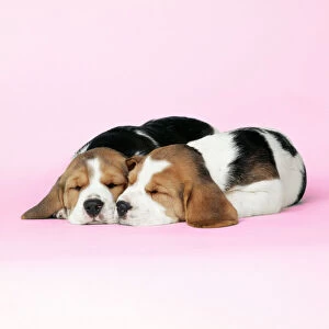 DOG - Beagle / English Beagle. Two sleeping puppies