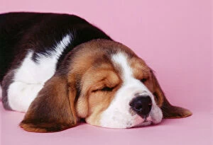 DOG - Beagle / English Beagle. Sleeping puppy