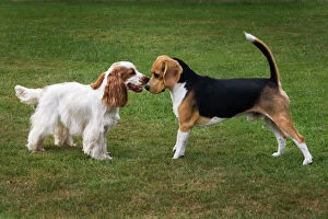 Beagle Gallery: Dog - Beagle and English Cocker Spaniel playing