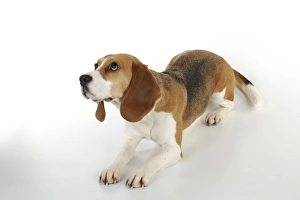 Images Dated 19th February 2011: Dog - Beagle - lying down