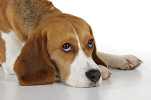 Images Dated 19th February 2011: Dog - Beagle - lying down
