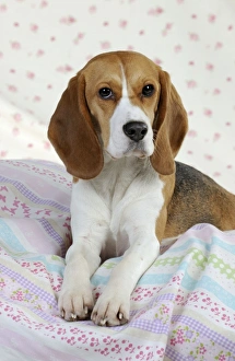 Images Dated 19th February 2011: Dog - Beagle - lying down