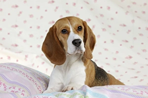 Images Dated 19th February 2011: Dog - Beagle - lying down