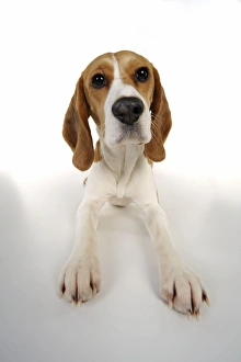 Images Dated 19th February 2011: Dog - Beagle - lying down