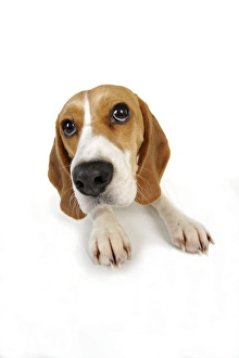 Images Dated 19th February 2011: Dog - Beagle - lying down