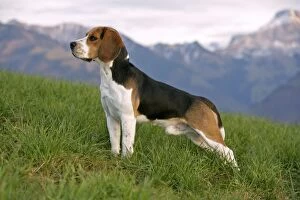 Dog - Beagle male standing in meadow